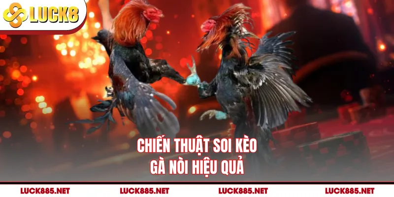 Chiến thuật soi kèo gà nòi hiệu quả