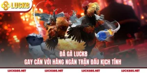 Đá Gà LUCK8 - Gay Cấn Với Hàng Ngàn Trận Đấu Kịch Tính