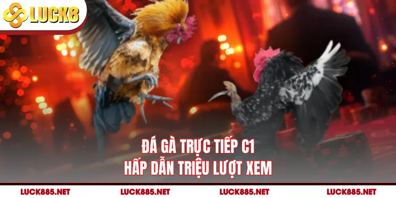 Đá gà trực tiếp C1 hấp dẫn triệu lượt xem